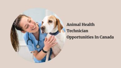 Animal Health Technician Opportunities In Canada