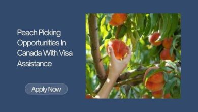 Peach Picking Opportunities In Canada With Visa Assistance