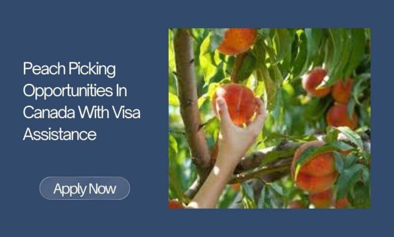 Peach Picking Opportunities In Canada With Visa Assistance